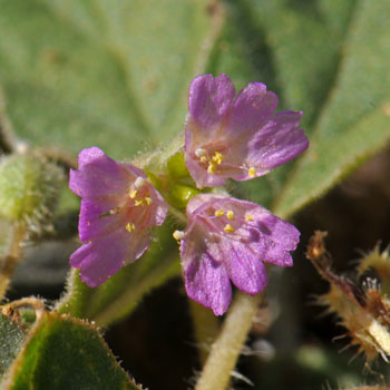 "Flowers" actually 3 perianths. Allionia choisyi, Annual Windmills